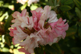 Rhododendron 'Grumpy' RCP6-2015 (159).JPG